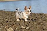 CORGI CARDIGAN 230